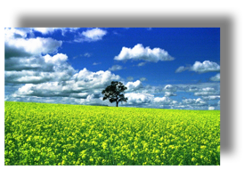 Lone Tree